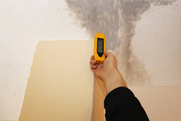 Best Mold-Related Health Consultation  in Silver Lake, NJ