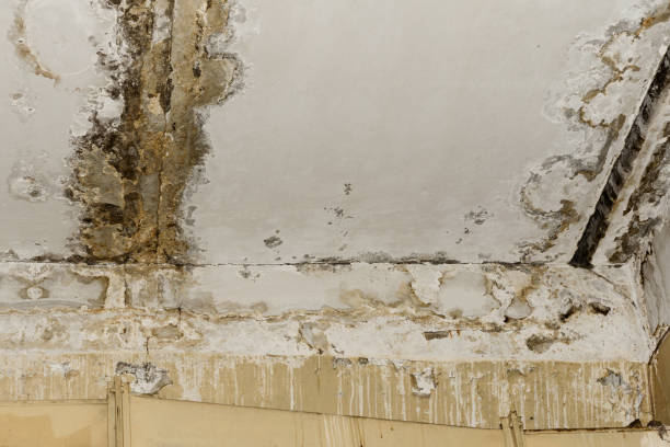Best Mold Prevention Services  in Silver Lake, NJ