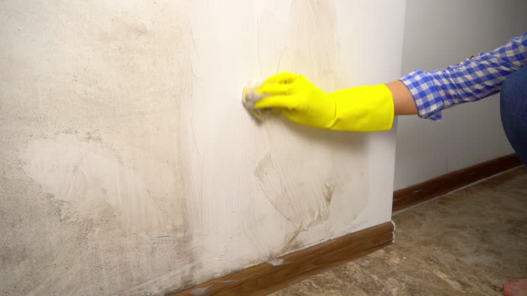 Reliable Silver Lake, NJ Mold Removal Solutions