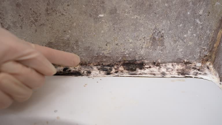 Best Black Mold Removal  in Silver Lake, NJ