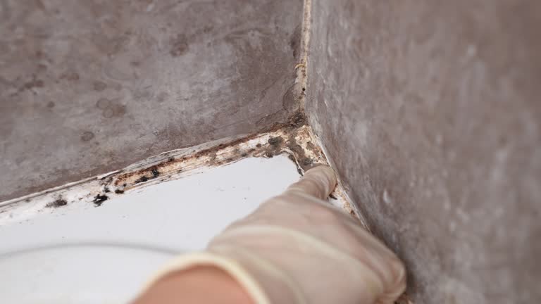 Best Dehumidification Services  in Silver Lake, NJ